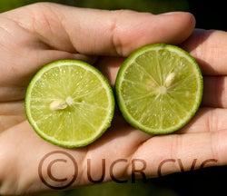 Thornless Mexican lime cvc2683006.jpg