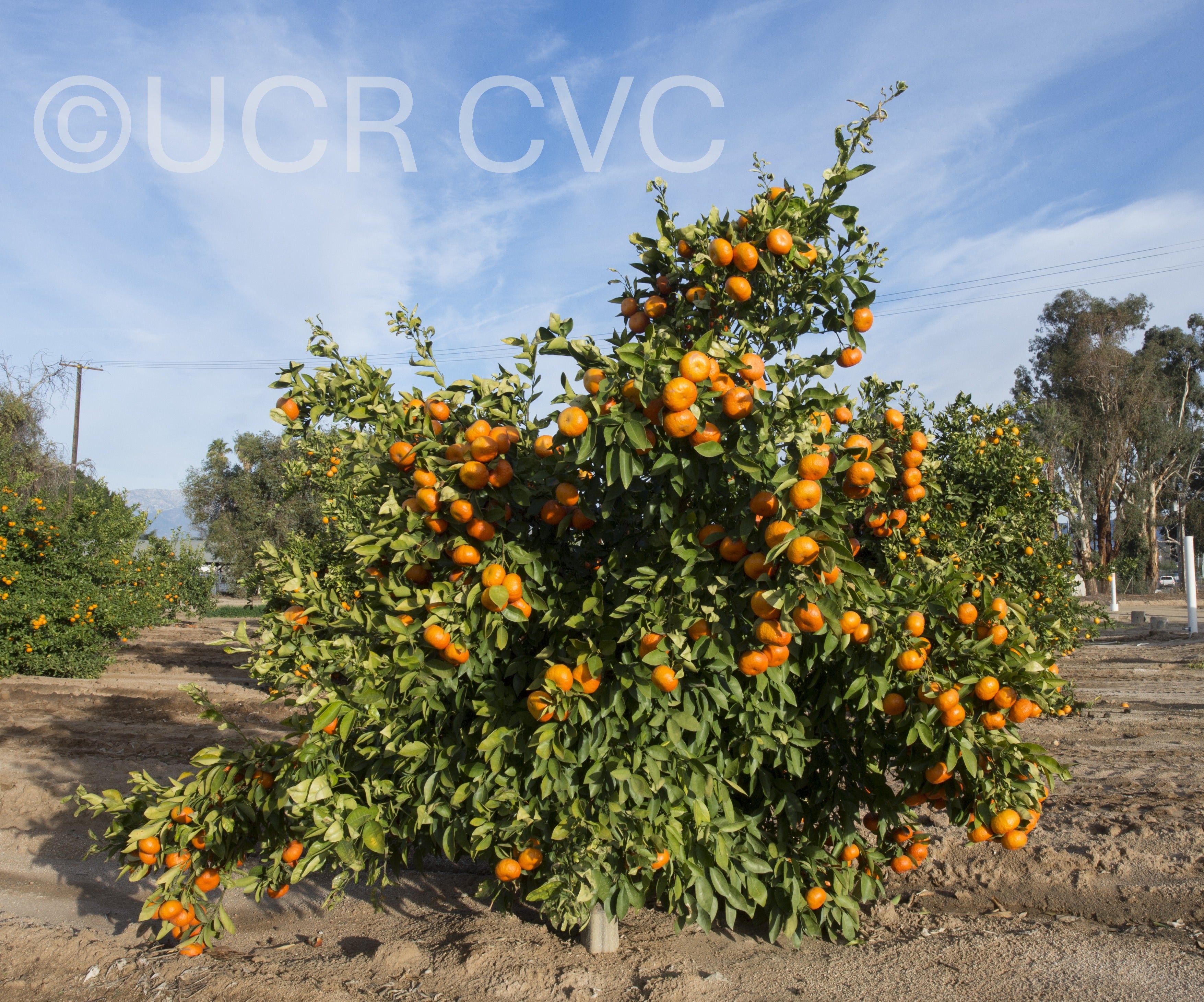 tieu_nucellar_mandarin_rrut_87_002.jpg tieu_nucellar_mandarin_rrut_87_002.jpg