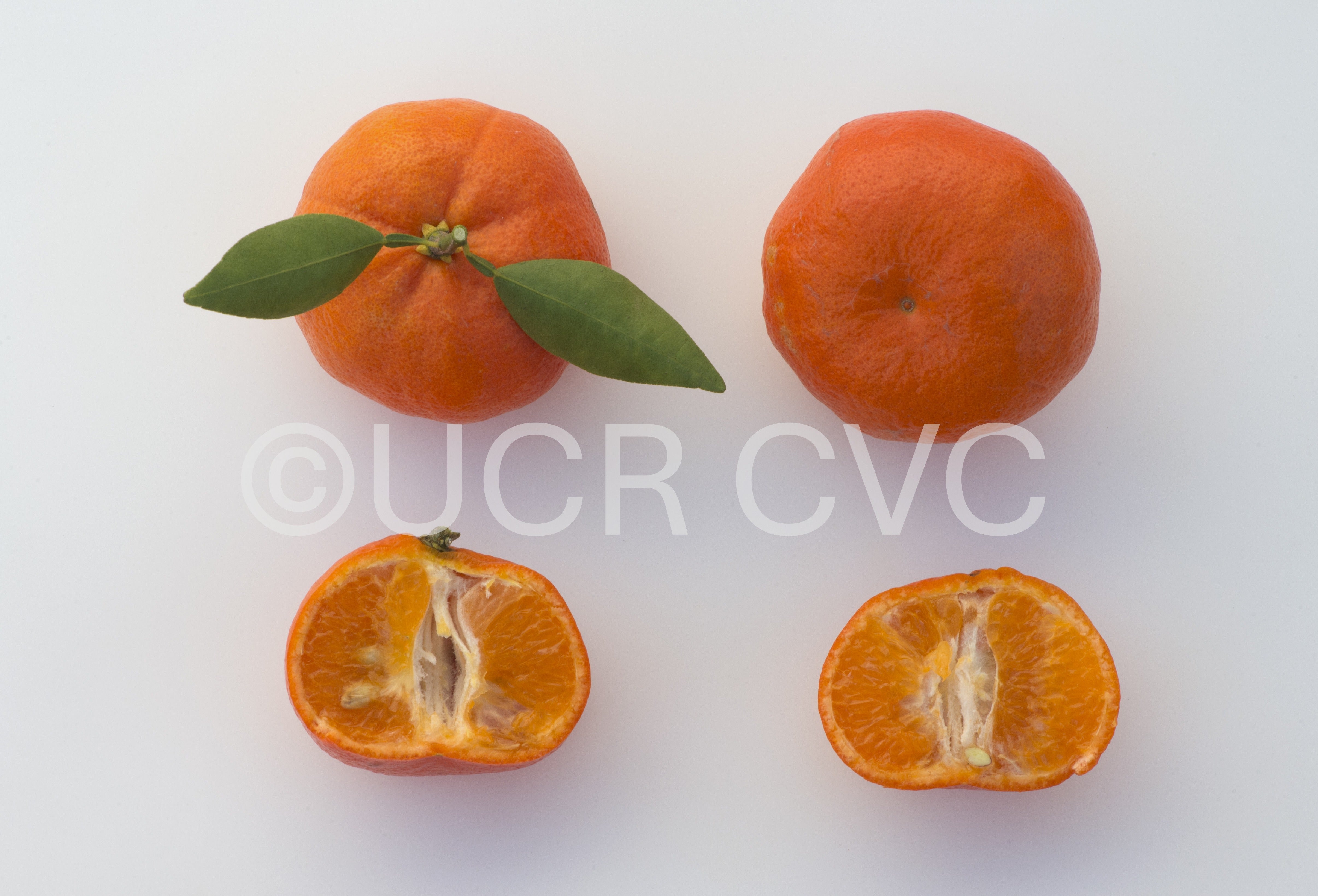 tieu_nucellar_mandarin_rrut_87_008.jpg tieu_nucellar_mandarin_rrut_87_008.jpg
