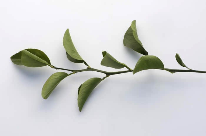trifeola minneola x trifoliate hybrid crc3954007.jpg