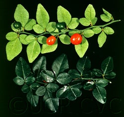 Triphasia trifolia 3_002.jpg