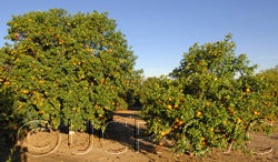 Tunisian sour orange cvc01_000.jpg