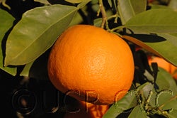 Tunisian sour orange cvc03_000.jpg