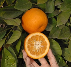 Tunisian sour orange cvc04_000.jpg