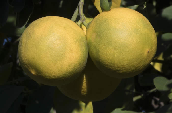 Unnamed Citrus Species Lemon Type crc3155002.jpg