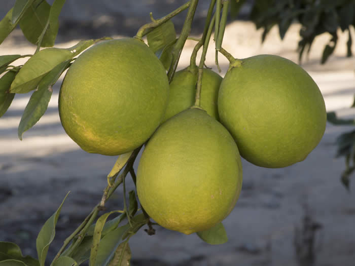 Unnamed Citrus Species Lemon Type crc3155003.jpg