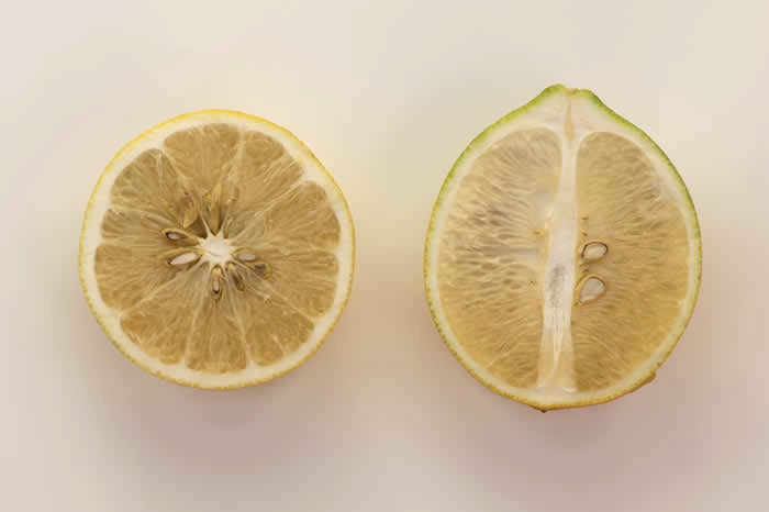 Unnamed Citrus Species Lemon Type crc3155005.jpg