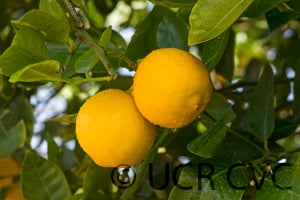 Unnamed lemon crc3885003.jpg