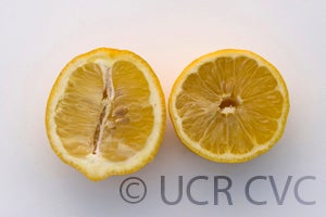 Unnamed lemon crc3885004.jpg