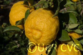 Unnamed rough lemon crc3060005.jpg