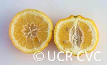 Unnamed rough lemon crc3060011.jpg