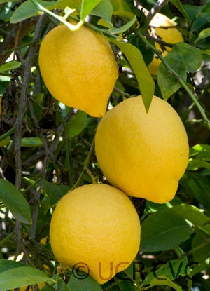 Unnamed lemon CRC 3920 soostlemoncrc3920005.jpg