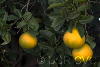 US 119 (Duncan grapefruit X trifoliate) X Succory sweet orange crc3998003.jpg