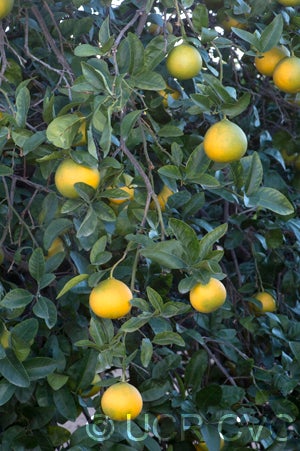 US 119 (Duncan grapefruit X trifoliate) X Succory sweet orange crc3998004.jpg