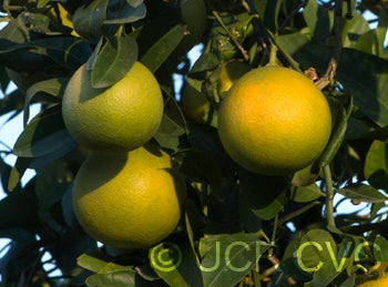 US 119 (Duncan grapefruit X trifoliate) X Succory sweet orange crc3998006.jpg