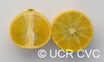US 119 (Duncan grapefruit X trifoliate) X Succory sweet orange crc3998009.jpg