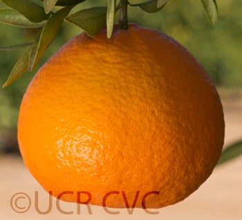 USDA 6-15-150 mandarin crc4165004.jpg
