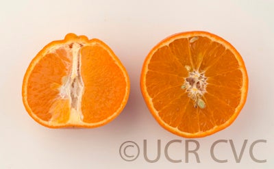USDA 6-15-150 mandarin crc4165005.jpg