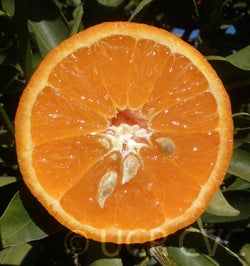 USDA 6-15-150 mandarin 002.jpg
