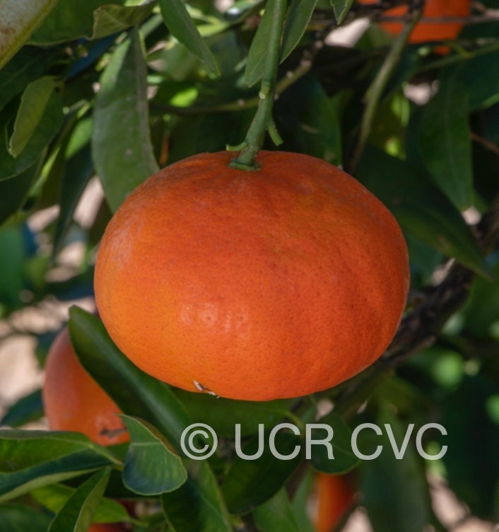 usda_1-43-21_mandarin_crc_4253_003.jpg