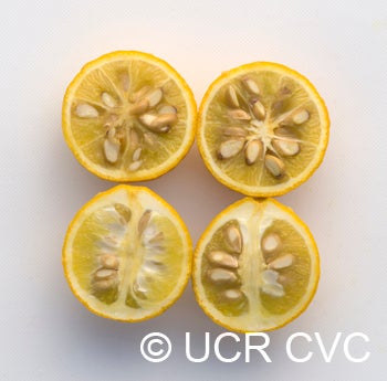 USDA trifoliate crc1498007.jpg