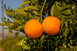 Vaccaro blood orange (CRC 3242) crc3242003.jpg