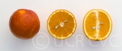 Vaccaro blood orange (CRC 3242) crc3242007.jpg