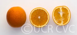 Vaccaro blood orange (CRC 3627)  crc3627003.jpg
