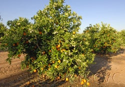 Valencia Late orange cvc1_000.jpg