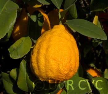 Vangasay rough lemon crc3996005.jpg