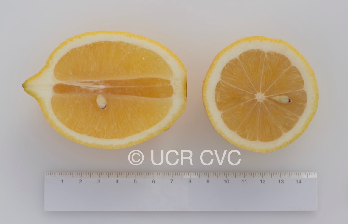 vaniglia_acidless_lemon_crc_4251_006.jpg