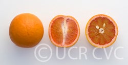 Valencia vs Navel Oranges: What's the Difference? – US Citrus