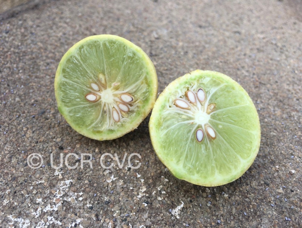 variegated_tahiti_lime_crc_4246_009.jpg