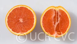 Variegated Cara Cara navel orange crc4207003.jpg