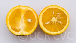 Variegated navel orange crc1203003.jpg