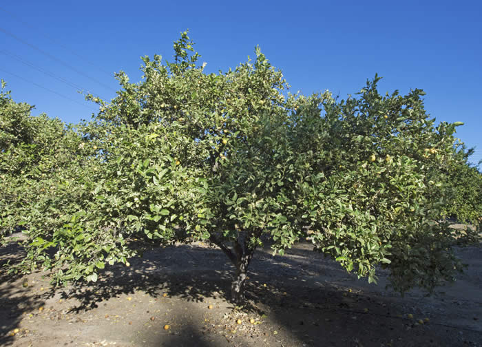 Variegated Pink Fleshed Eureka lemoncrc2367002.jpg