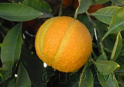 Variegated sour orange cvc02_000.jpg