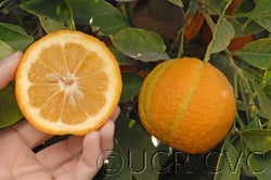 Variegated sour orange cvc03_000.jpg