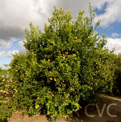 Villafranca lemon (CRC 390) crc390001.jpg