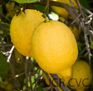Villafranca lemon (CRC 390) crc390003.jpg