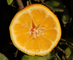 Volkamer lemon cvc008.jpg