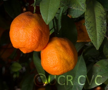 Weirick acidless Rangpur lime crc1684006.jpg