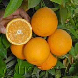 Werley Valencia orange 002_000.jpg