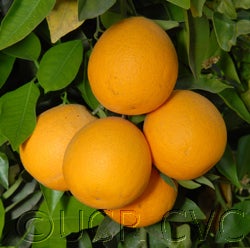 Werley Valencia orange 003_000.jpg