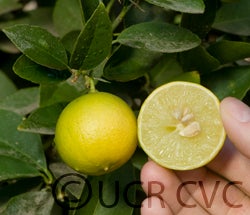 West Indian lime crc1813007.jpg