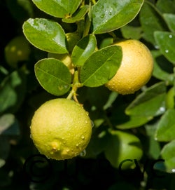 West Indian lime cvc1813003.jpg