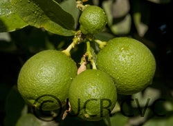 West Indian lime cvc1813005.jpg