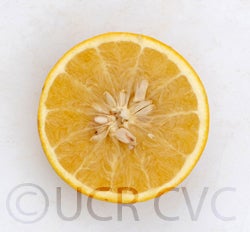 Wheeny grapefruit cvc004.jpg
