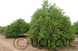 Wheeny grapefruit cvc01_000.jpg