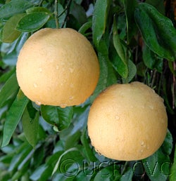 Whitney Marsh grapefruit 1_000.jpg